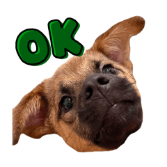 [LINEスタンプ] こいぬのくぬぎ