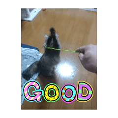 [LINEスタンプ] かわいい猫のスタンプ1