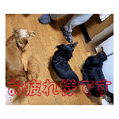 [LINEスタンプ] わんこ物語Ⅰ