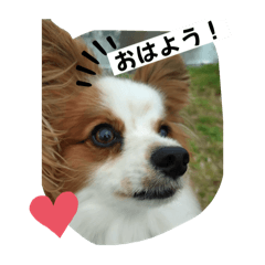 [LINEスタンプ] パピヨン レオの呟き