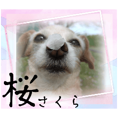 [LINEスタンプ] 1日元気ワクワクなっちゃん13花見
