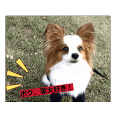 [LINEスタンプ] パピヨン レオのお喋り！