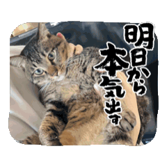 [LINEスタンプ] 宮﨑家のネコたち