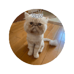 [LINEスタンプ] うちのねこアニメーション