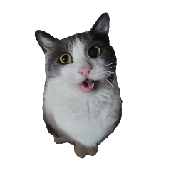 [LINEスタンプ] 世界一かわいいねこマリちゃん