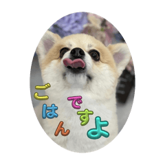[LINEスタンプ] ポメラニアンのニコやまさん
