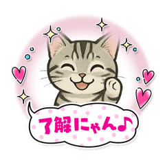 [LINEスタンプ] 『アメリカンショートヘアー』猫のスタンプ