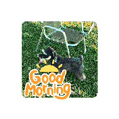 [LINEスタンプ] MINITUA SCHNAUZER TENN IN THE CAMP！