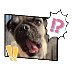 [LINEスタンプ] パグとの一日