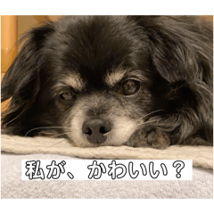 [LINEスタンプ] 氏師ぶらうに〜(うにたん)