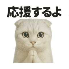 [LINEスタンプ] 励ましにゃんこ（スコティッシュホールド）