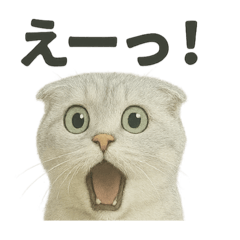 [LINEスタンプ] びっくり猫（スコティッシュホールド）