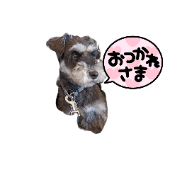 [LINEスタンプ] Miniature Schnauzer TENN（3歳）