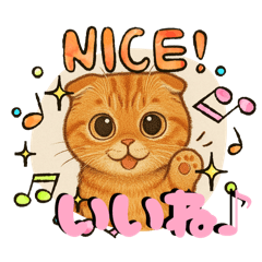 [LINEスタンプ] 『スコティッシュフォールド』の猫スタンプ
