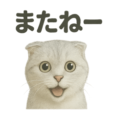 [LINEスタンプ] スコティッシュホールド猫の日常トーク