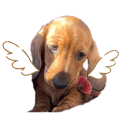[LINEスタンプ] 犬ちゃんのスタンプ5