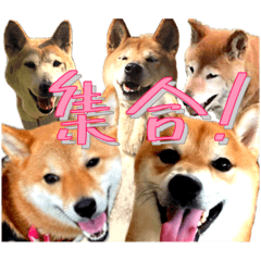 [LINEスタンプ] 違いわかる？