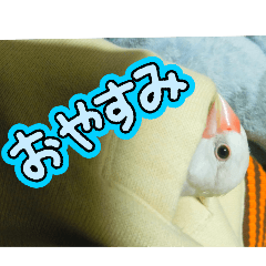 [LINEスタンプ] 文鳥ともふもふ