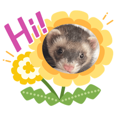 [LINEスタンプ] ハッピーフェレットの画像（メイン）