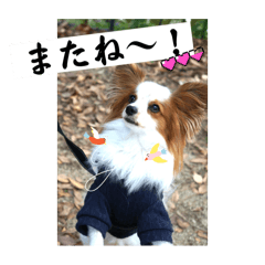 [LINEスタンプ] パピヨン 散歩のレオ