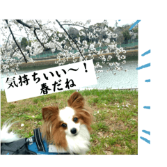 [LINEスタンプ] パピヨン レオの春！