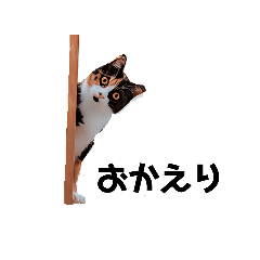 [LINEスタンプ] 三毛とぶちネコ