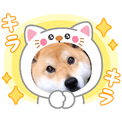 [LINEスタンプ] くうちゃん  柴犬
