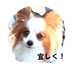 [LINEスタンプ] パピヨン レオのお喋り❗️