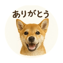 [LINEスタンプ] 顔だけは可愛い柴犬なつ