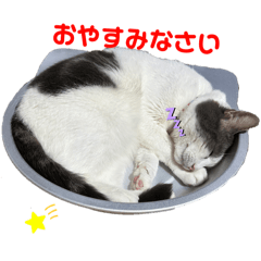 [LINEスタンプ] 我が家の猫（part16）