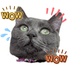 [LINEスタンプ] 愛すべき我が家のニャンズ