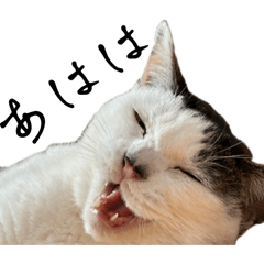 [LINEスタンプ] 愛猫ぴ〜ちゃん