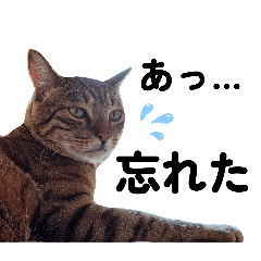 [LINEスタンプ] キジトラねこの気持ち。②