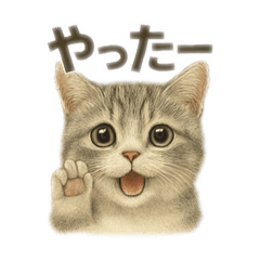 [LINEスタンプ] ぼくマンチカン！猫の挨拶バージョン