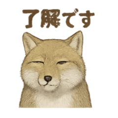 [LINEスタンプ] チベットスナキツネの可愛い挨拶スタンプ