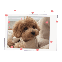 [LINEスタンプ] 動くトイプのpinoくん①