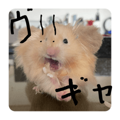 [LINEスタンプ] 高橋家のはむちゃん 3