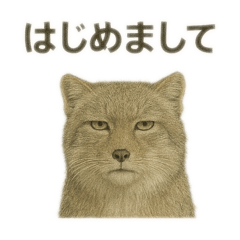 [LINEスタンプ] 無表情のチベットスナキツネ挨拶スタンプ