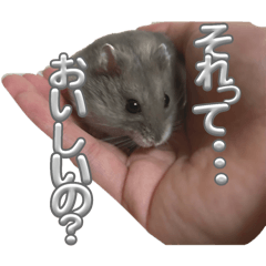 [LINEスタンプ] ハムスターイワシちゃんスタンプ