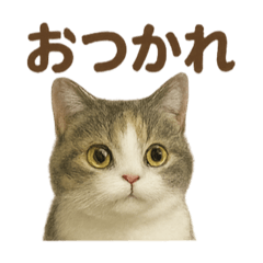 [LINEスタンプ] がんばる君へ マンチカンのエール