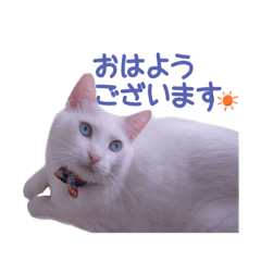 [LINEスタンプ] 白猫 小梅ちゃん