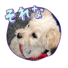 [LINEスタンプ] ポメプー⭐︎らん君