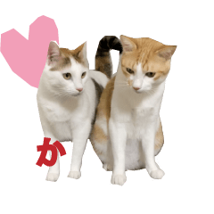 [LINEスタンプ] シッポとミミの動くスタンプ