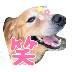 [LINEスタンプ] 島っこ犬ホット君