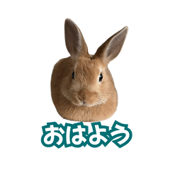 [LINEスタンプ] うちのパンちゃん0826