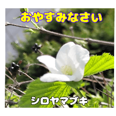 [LINEスタンプ] 春のお花で、日常の ご挨拶