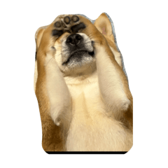 [LINEスタンプ] チャビ君しばいぬ