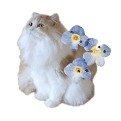 [LINEスタンプ] mon petit chat…