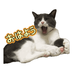 [LINEスタンプ] 保護猫ちゃんが思う❷動く