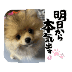 [LINEスタンプ] ぽんくんとの日常